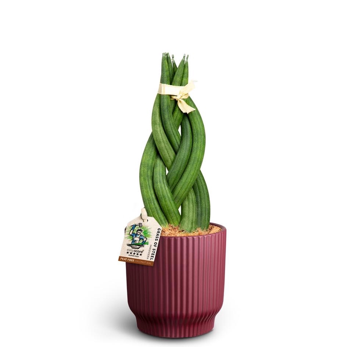<h4>SANSEVIERIA CYLINDRICA P10 NORDIC AUB</h4>