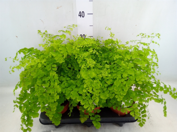 <h4>Adiantum raddi. 'Fragrans'</h4>