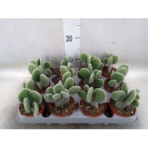 Opuntia microdasys 'Albispina'