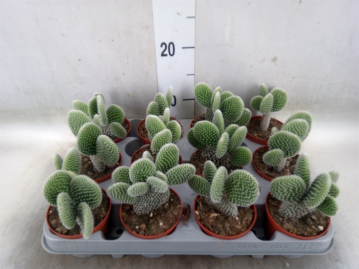 <h4>Opuntia microdasys 'Albispina'</h4>