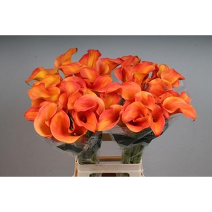 Zantedeschia callista