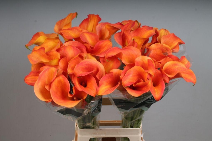 <h4>Zantedeschia callista</h4>