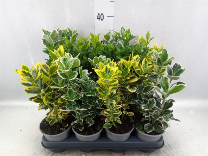 <h4>Euonymus japon.   ...mix</h4>