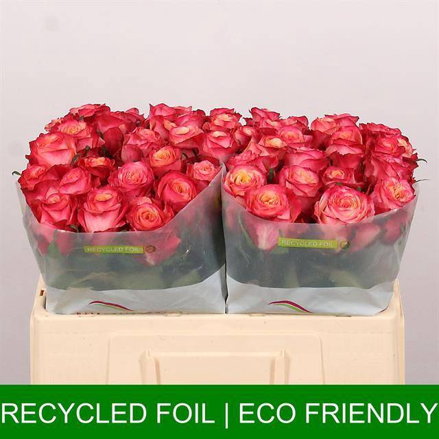 <h4>Rosa large mai tai</h4>