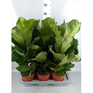 Ficus lyrata