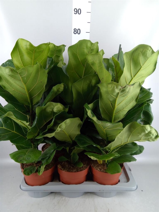 <h4>Ficus lyrata</h4>