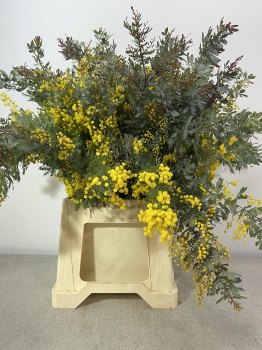 ACACIA BAILEYANA PB BLOEI