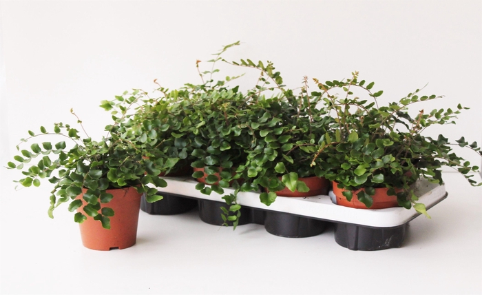 <h4>PELLAEA ROTUNDIFOLIA</h4>