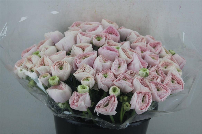 <h4>Ran Cloni Ex Hanoi</h4>