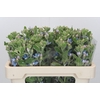 Oxypetalum Tweedia Blue