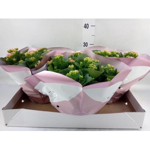 Kalanchoe blos. 'Favor Bella Rosa'