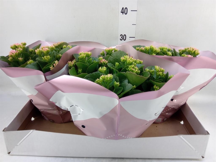 <h4>Kalanchoe blos. 'Favor Bella Rosa'</h4>