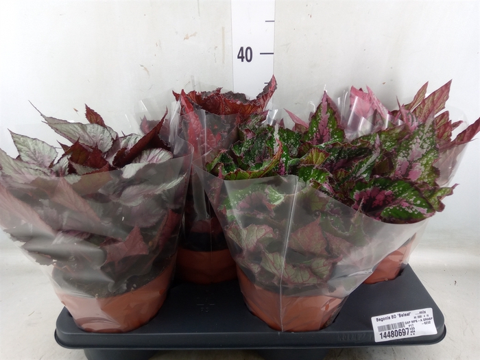 <h4>Begonia BD 'Beleaf'   ...mix</h4>