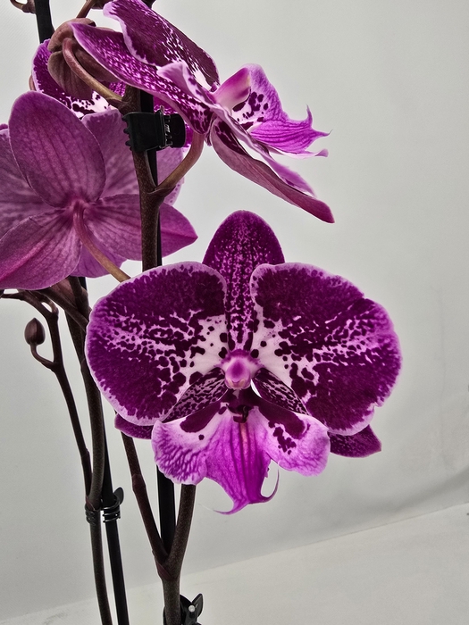 <h4>Limited 25 week 1</h4>