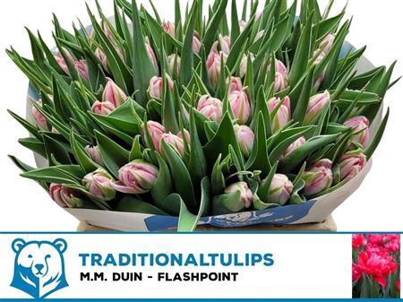 <h4>TU DU FLASH POINT</h4>