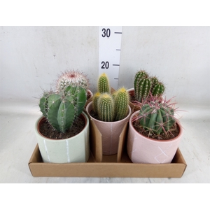 Cactus   ...