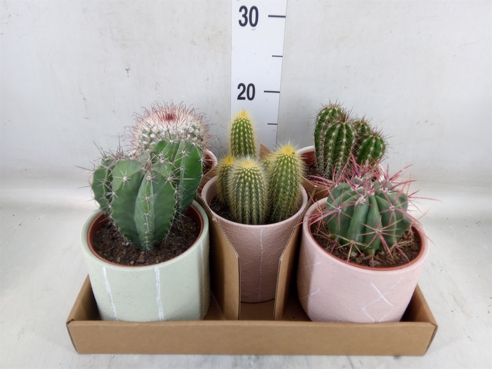 <h4>Cactus   ...</h4>