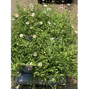 Erigeron karvinskianus
