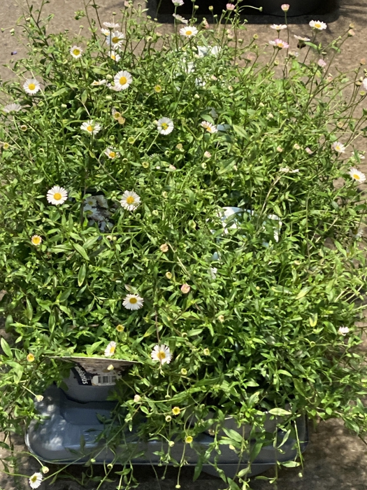 <h4>Erigeron karvinskianus</h4>