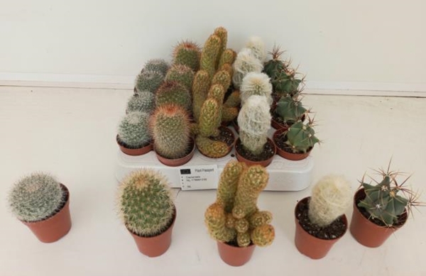 Cactus mix 5,5Ø 10cm