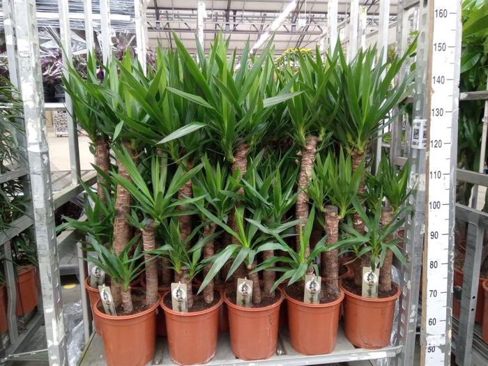 <h4>Yucca   ...</h4>