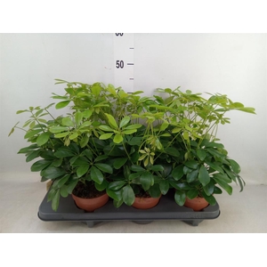 Schefflera arbor. 'Nora'