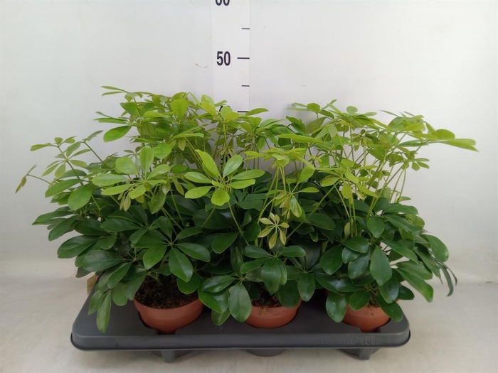 <h4>Schefflera arbor. 'Nora'</h4>