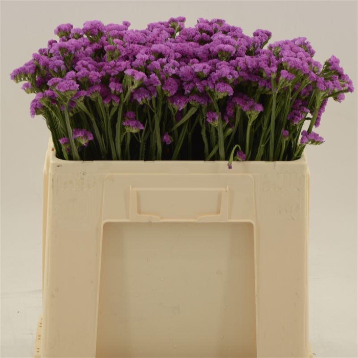 <h4>Statice Heart Wings</h4>