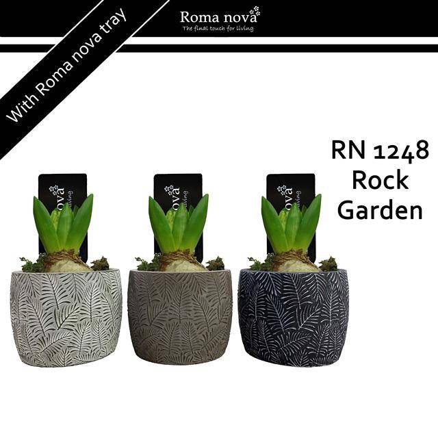 <h4>arr4 Hyacint RN - Rock garden</h4>