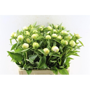 Paeonia L Duches D Nemo