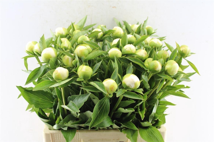 <h4>Paeonia L Duches D Nemo</h4>
