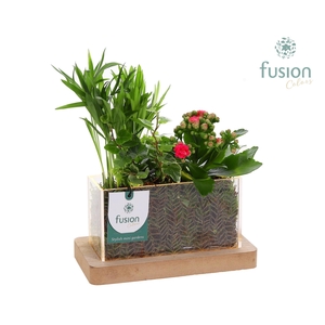 Acryl bakje rechthoek met Arrangement