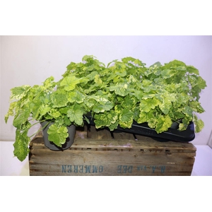 Tolmiea M Variegata
