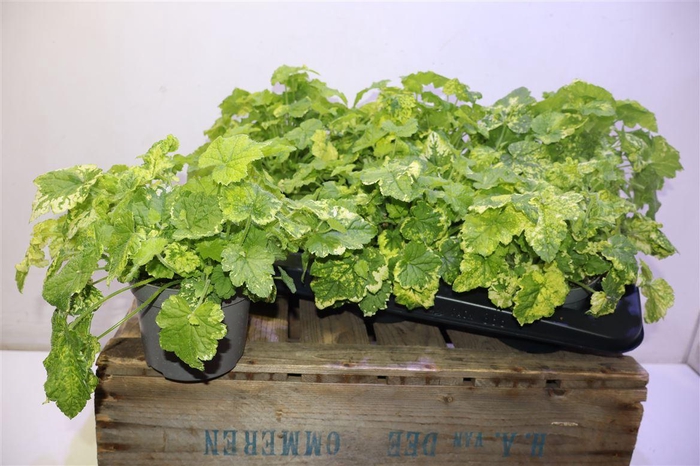 <h4>Tolmiea M Variegata</h4>