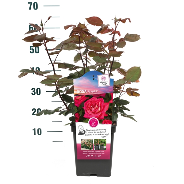<h4>Rosa 'Acapella' - Struik - VP5 - Categorie 3</h4>