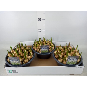 Muscari  'Casablanca'