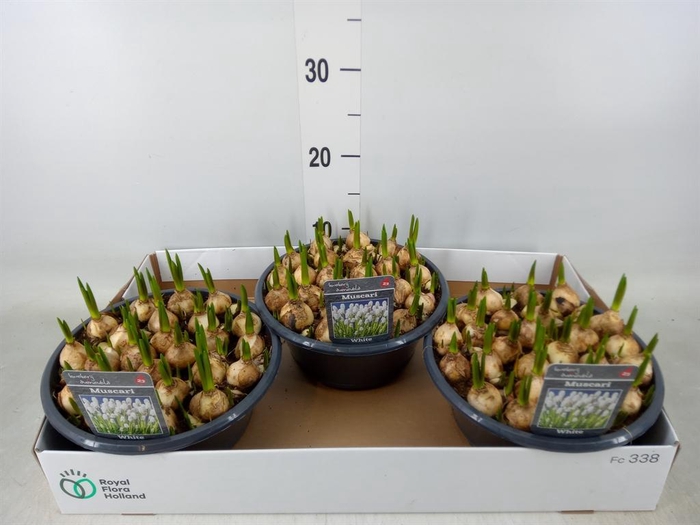 <h4>Muscari  'Casablanca'</h4>