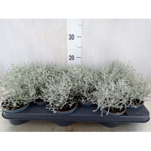 Leucophyta     [Calocephalus]