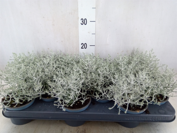 <h4>Leucophyta     [Calocephalus]</h4>
