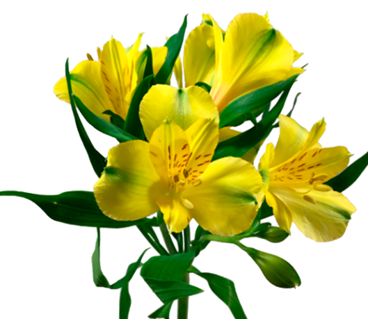 <h4>ALSTROEMERIA SUNNY LADY 060 CM</h4>