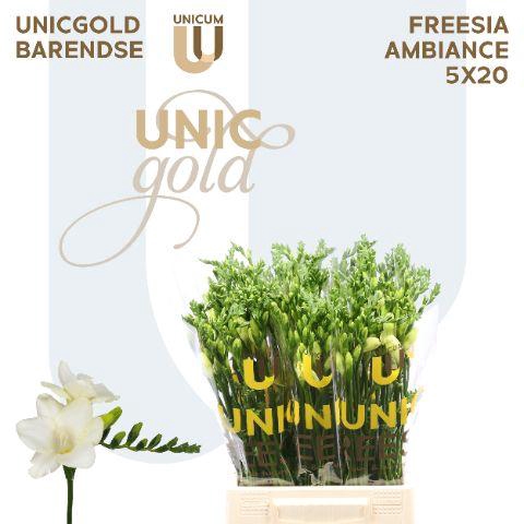 <h4>UG Barendse - Ambiance 5x20</h4>