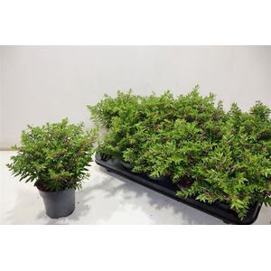 Cuph Hyssopifolia