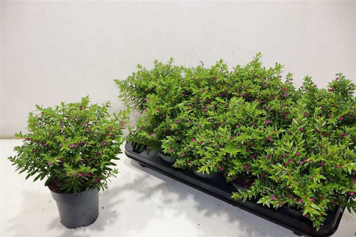 <h4>Cuph Hyssopifolia</h4>