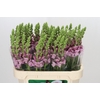 Antirrhinum Potomac Lavender