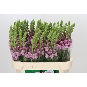 Antirrhinum Potomac Lavender