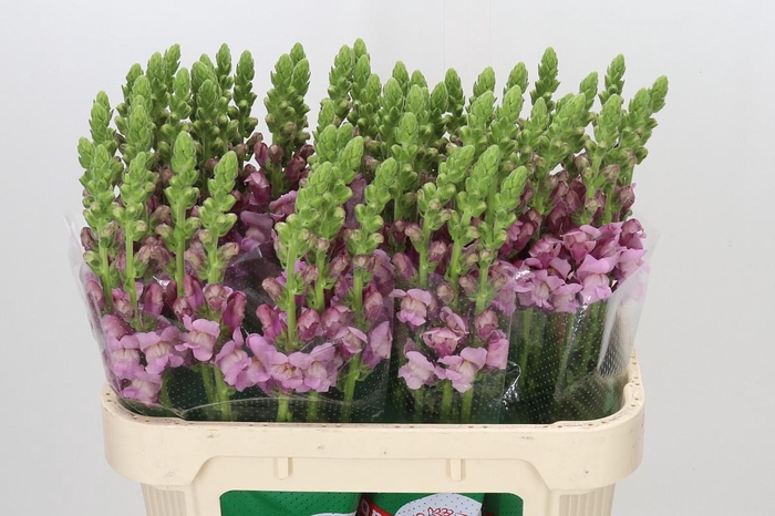 <h4>Antirrhinum Potomac Lavender</h4>