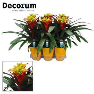 Guzmania Fancy Squarrosa Luxe Keramiek (Decorum)