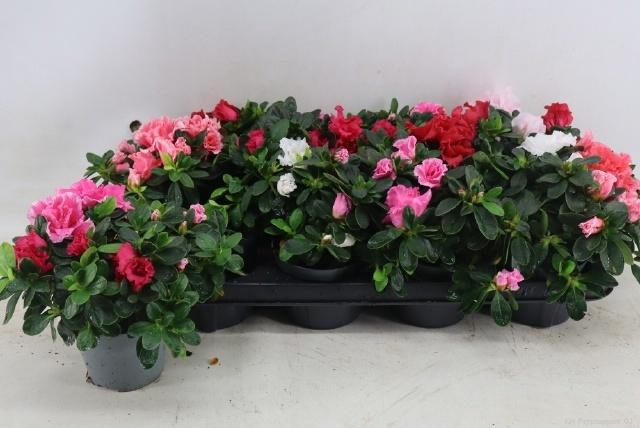 <h4>RHODO OV</h4>