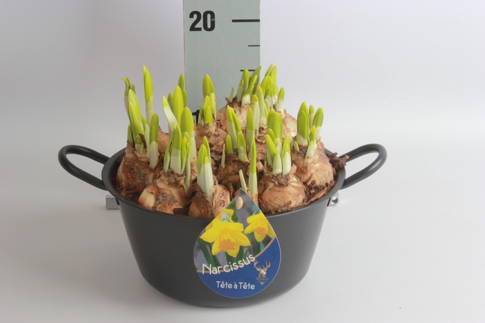 <h4>Arr N Tete A Tete</h4>