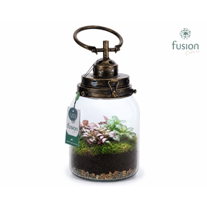 Glazen LEDlamp met Fittonia